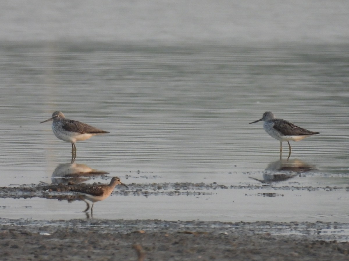 Common Greenshank - Ramesh Desai