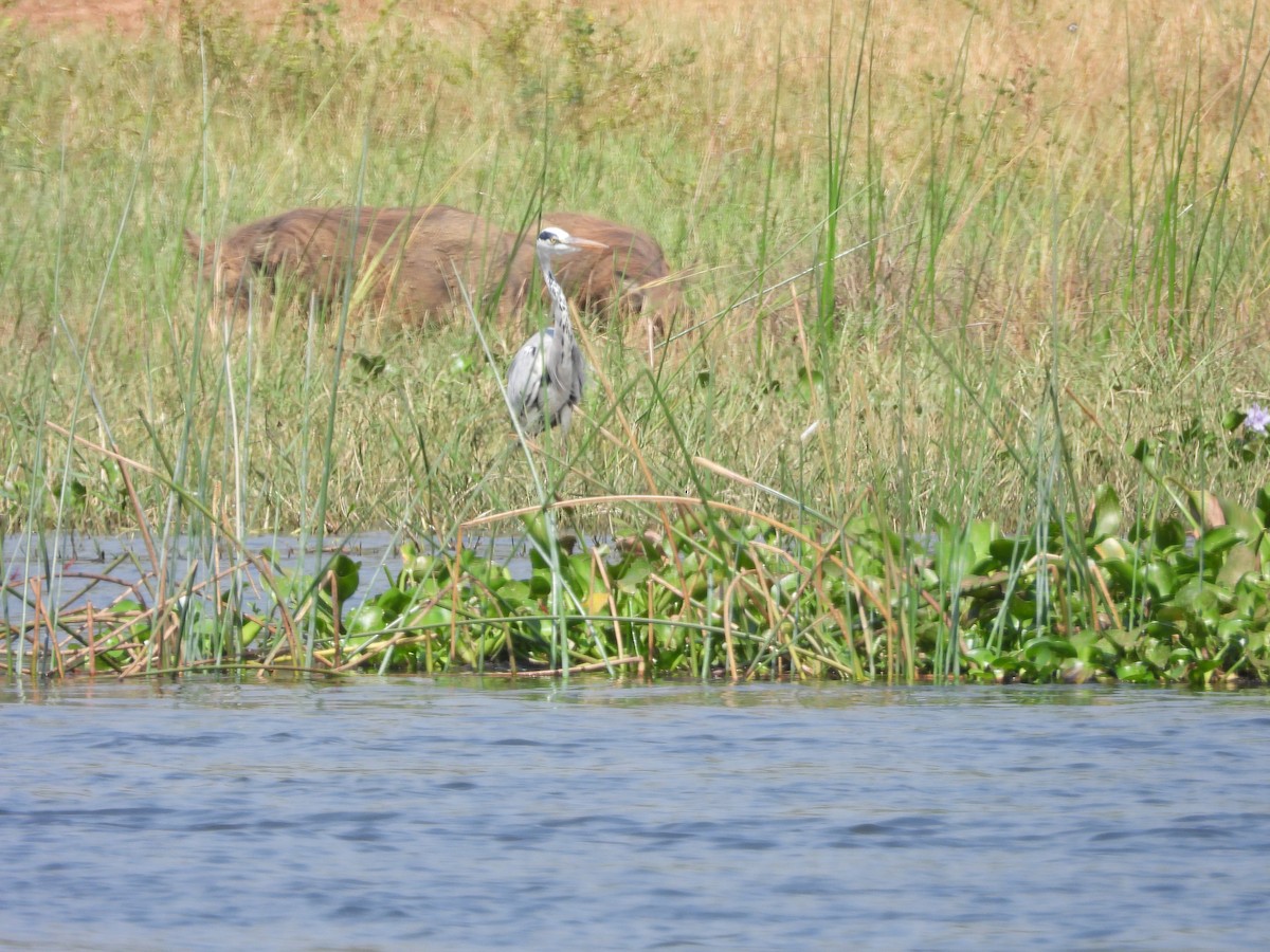 Gray Heron - Jonathan Onongo