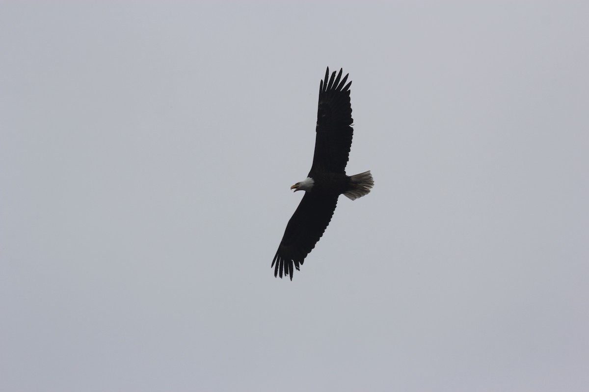 Bald Eagle - Kareem Elgebali