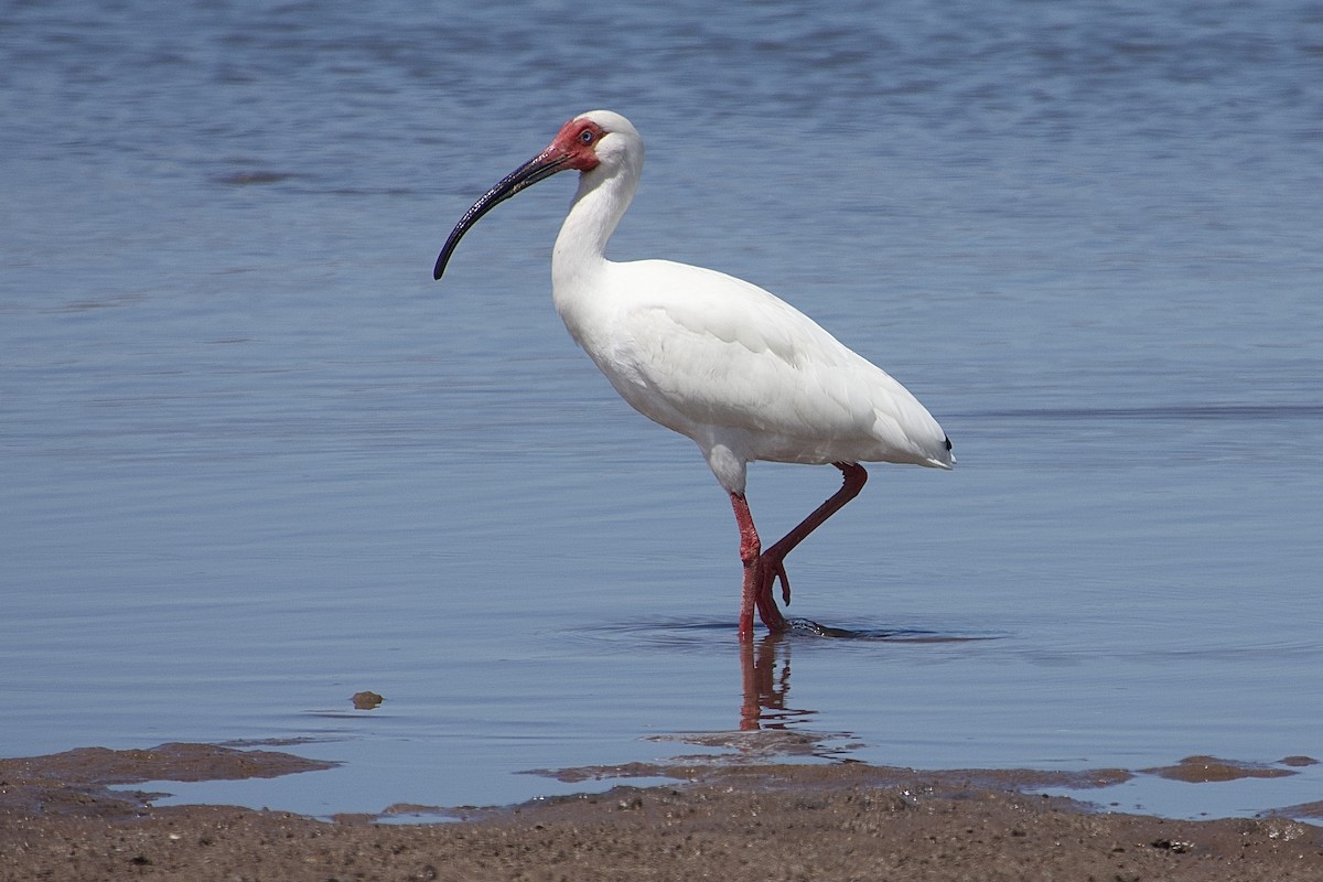 ibis bílý - ML618208944