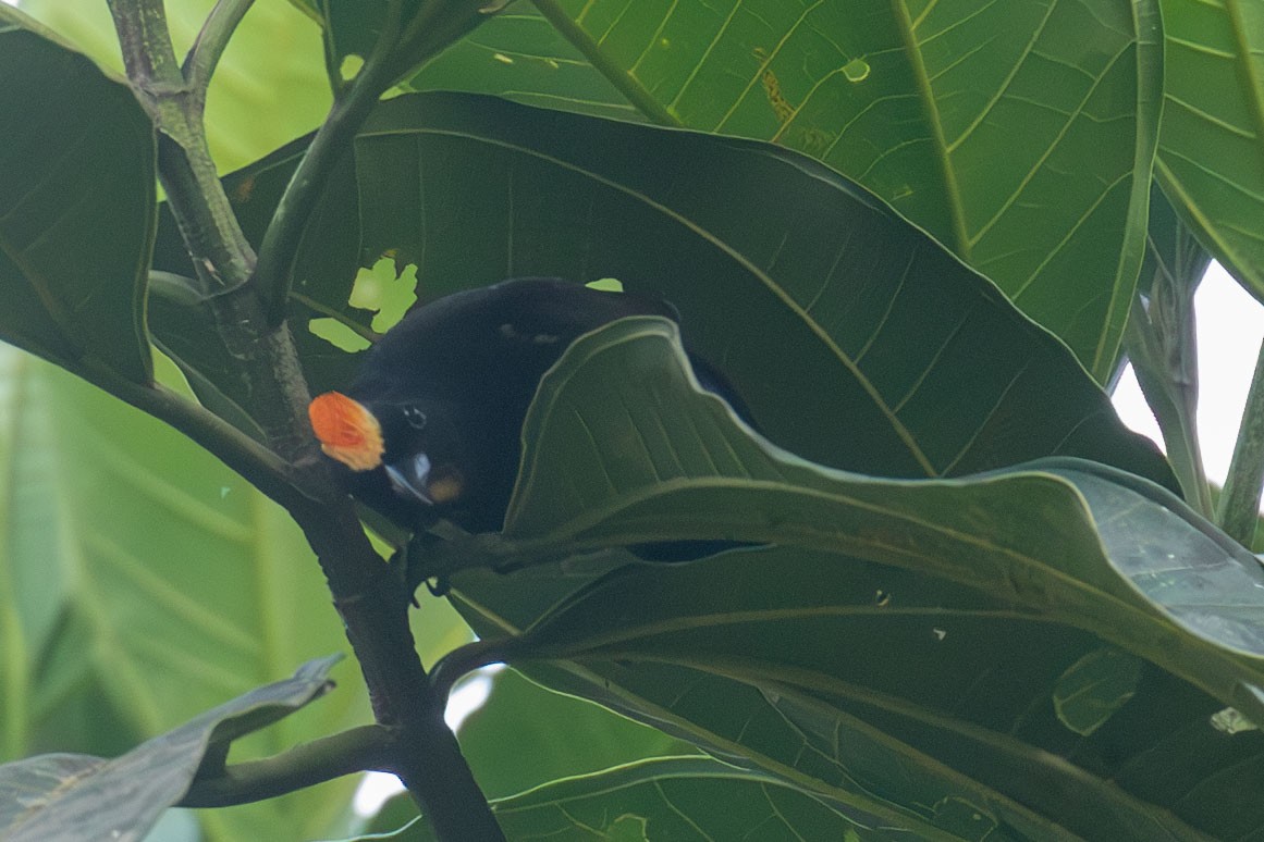 Flame-crested Tanager - Celesta von Chamier