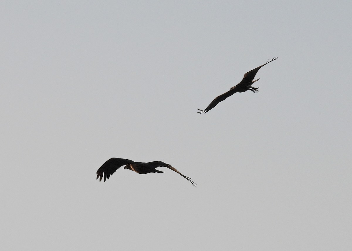 Bald Eagle - Cheryl Duford