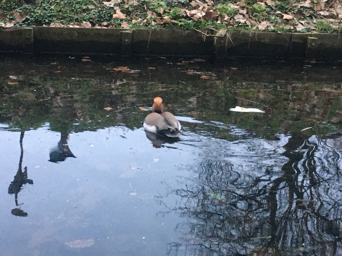 Red-crested Pochard - The Bird kid