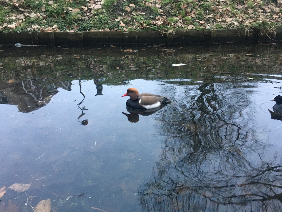 Red-crested Pochard - The Bird kid