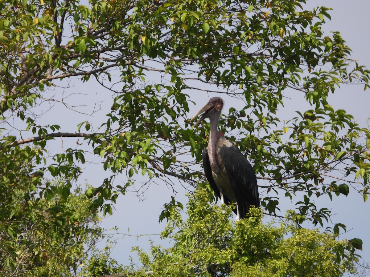 Marabou Stork - ML618209043