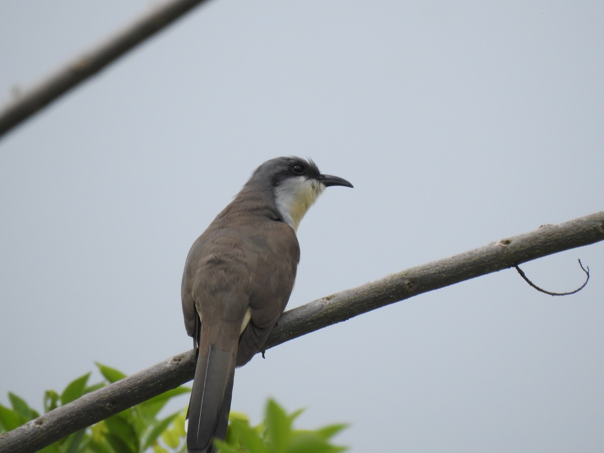 Dark-billed Cuckoo - Diego DUQUE