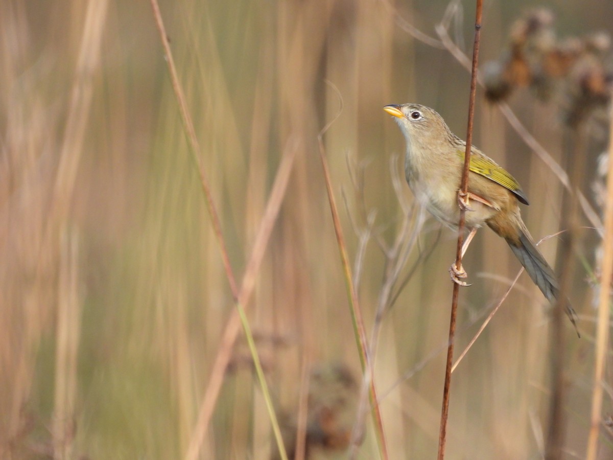 Wedge-tailed Grass-Finch - Francisco Giúdice