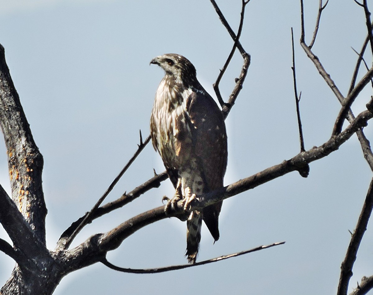 Gray Hawk - ML618209088