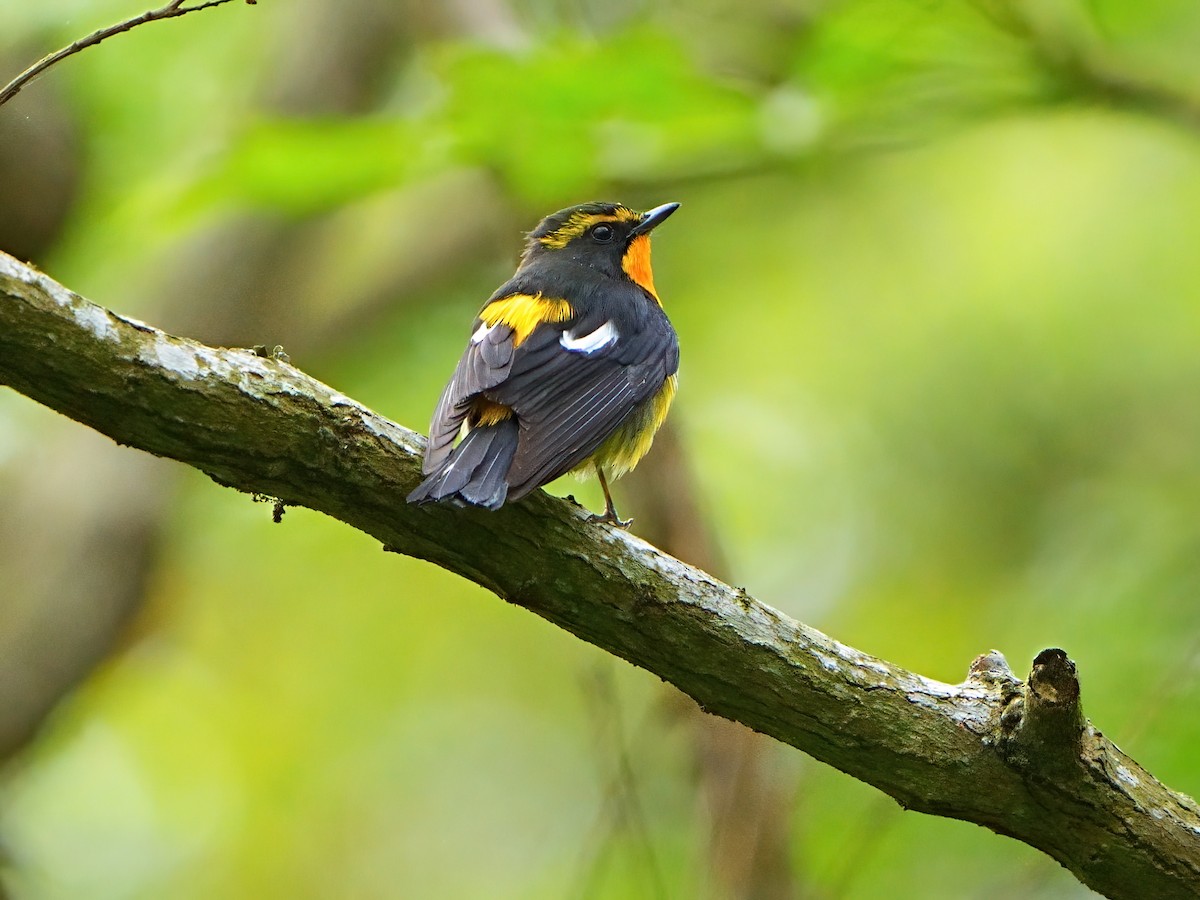 Narcissus Flycatcher - ML618209094