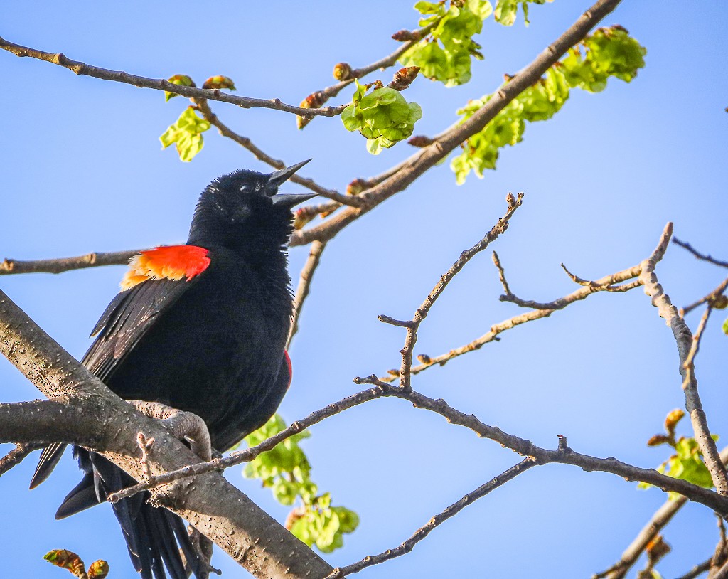 Red-winged Blackbird - Randall Williams