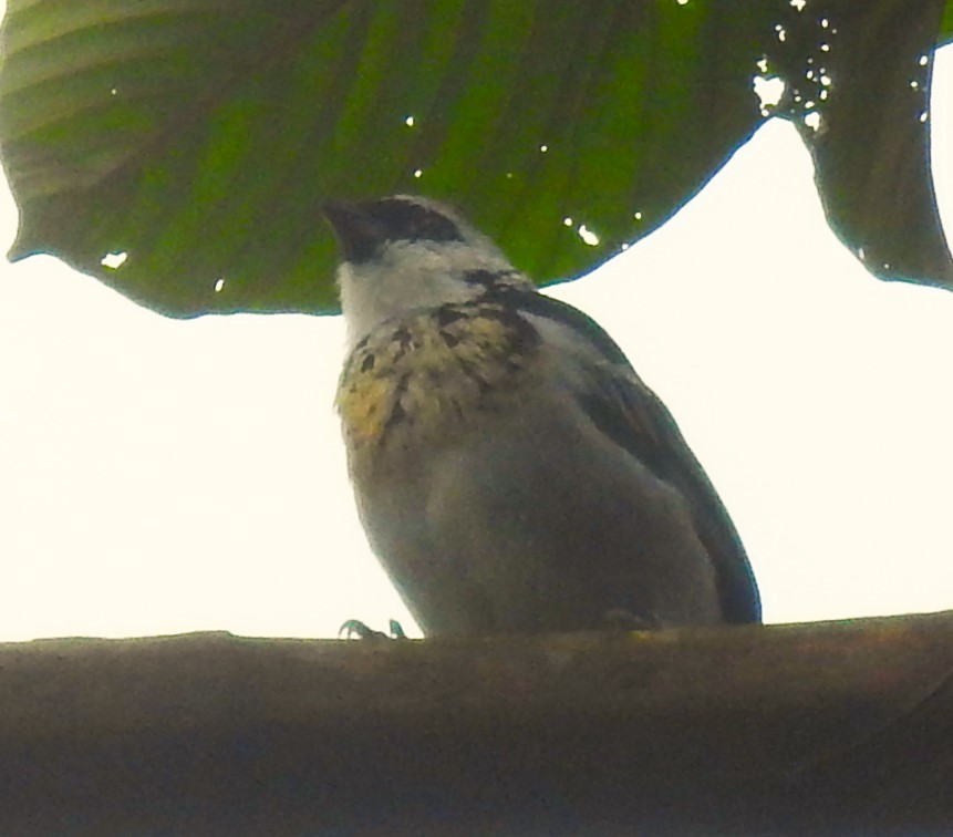 Gray-and-gold Tanager - ML618209107