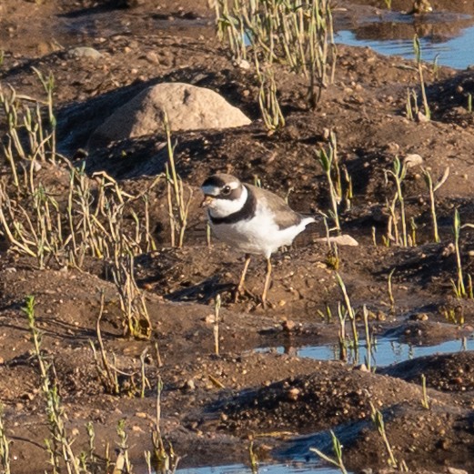 Semipalmated Plover - ML618209109