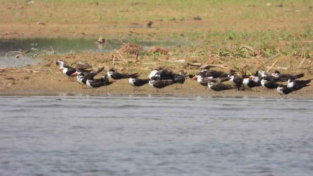 African Skimmer - ML618209116