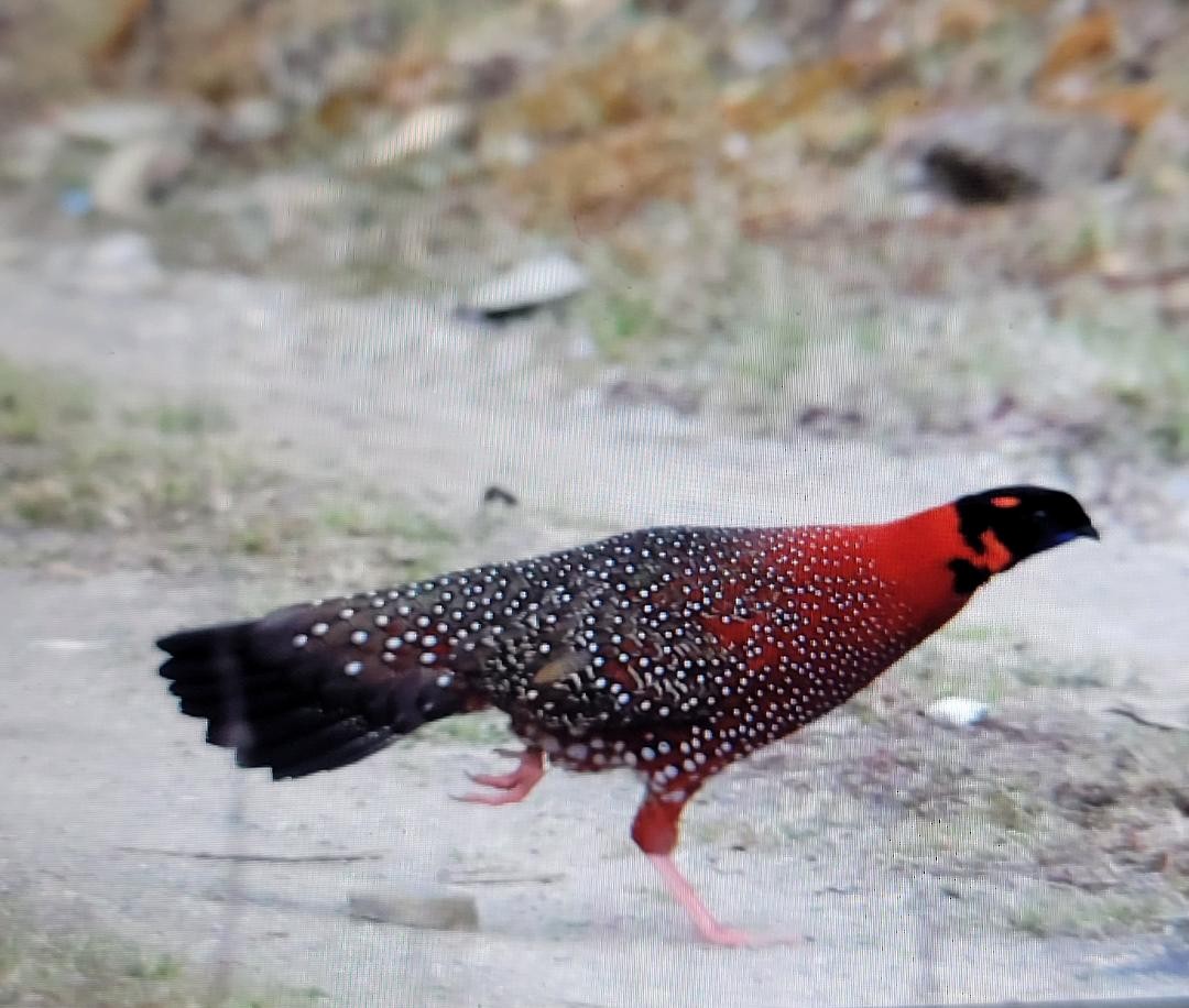 satyr himálajský - ML618209134