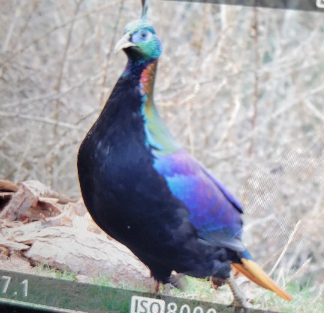 monal lesklý - ML618209160