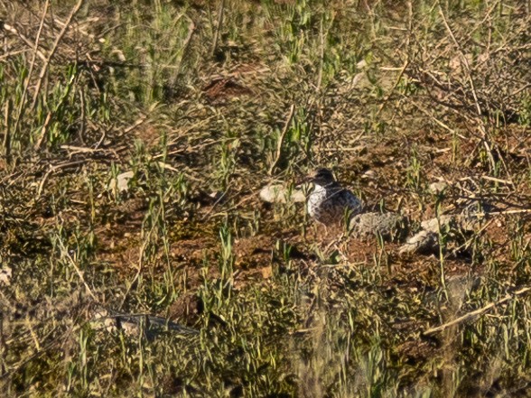 Spotted Sandpiper - ML618209162