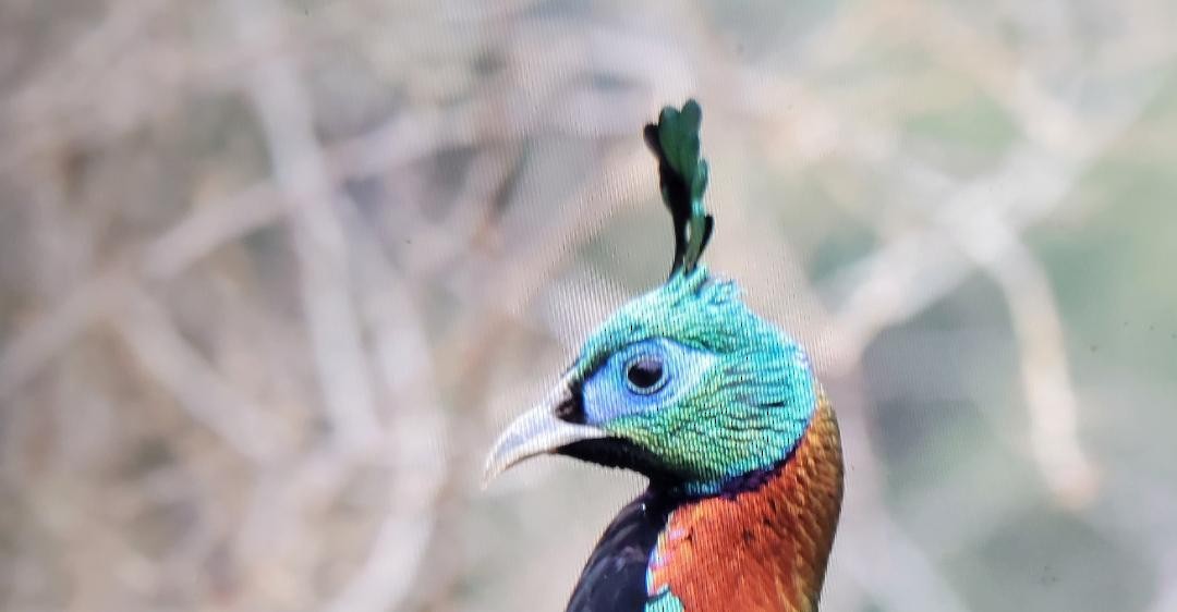 Himalayan Monal - ann Hoover