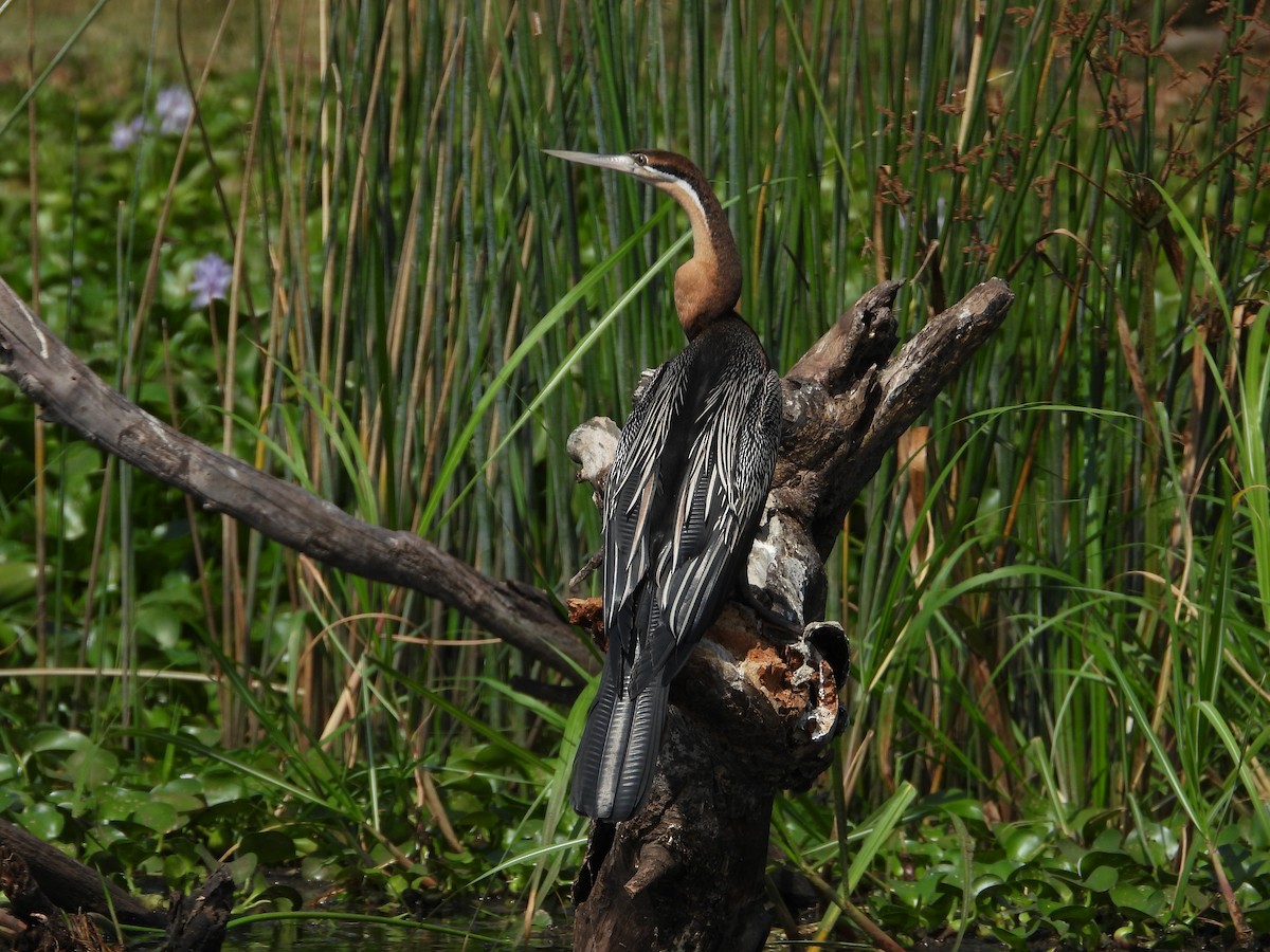 Afrika-Schlangenhalsvogel - ML618209165