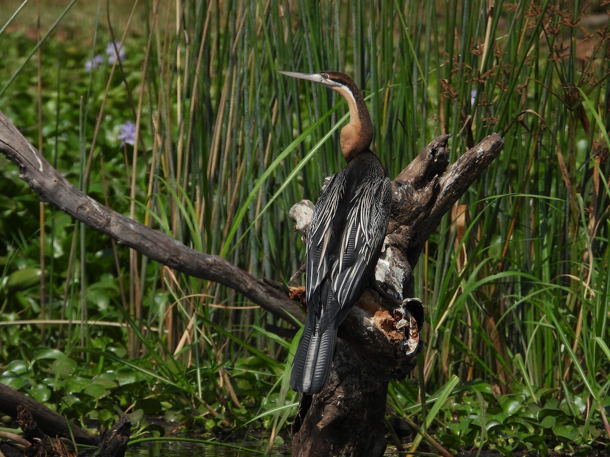 African Darter - Jonathan Onongo