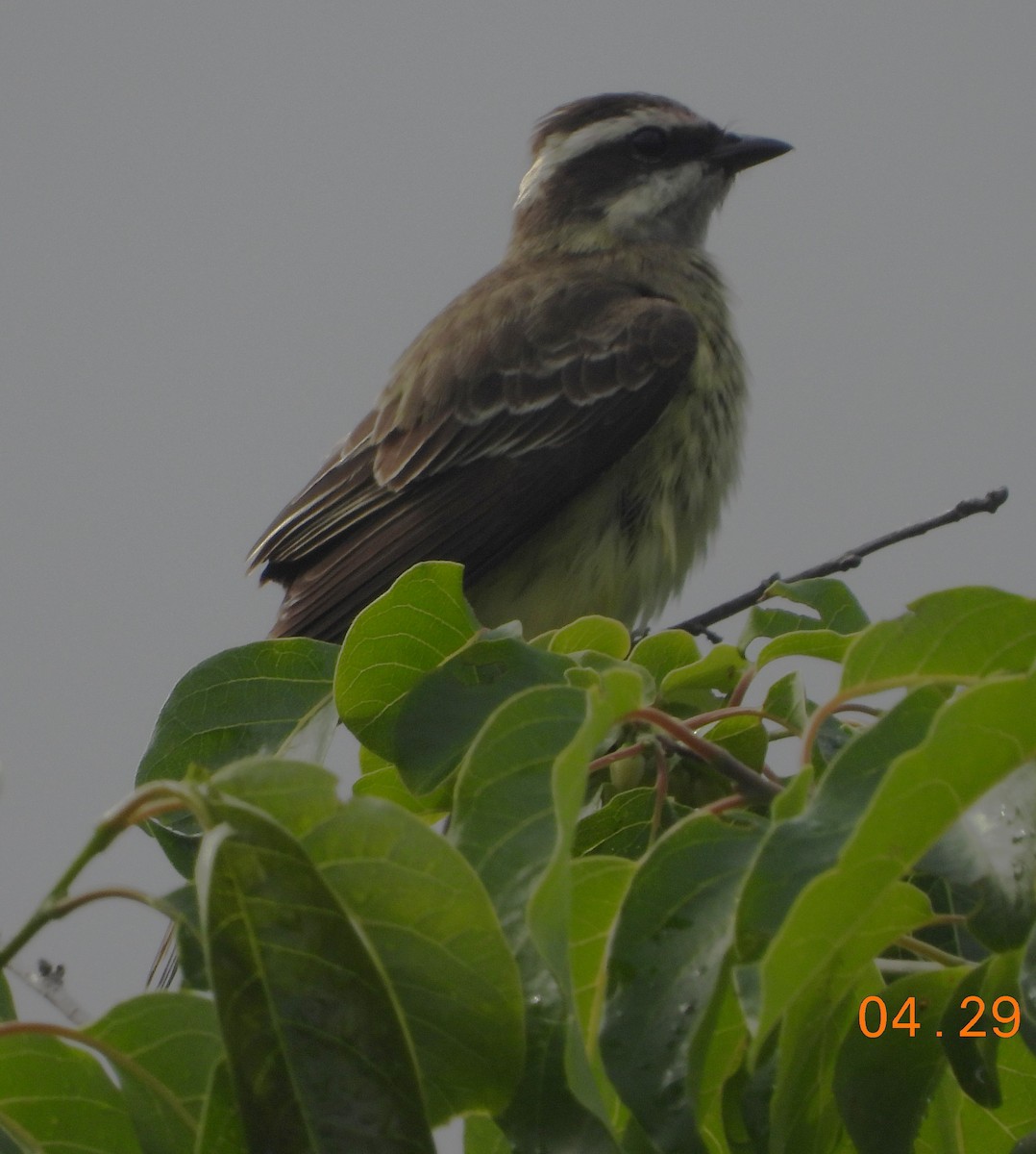 Piratic Flycatcher - Shiela Shallcross