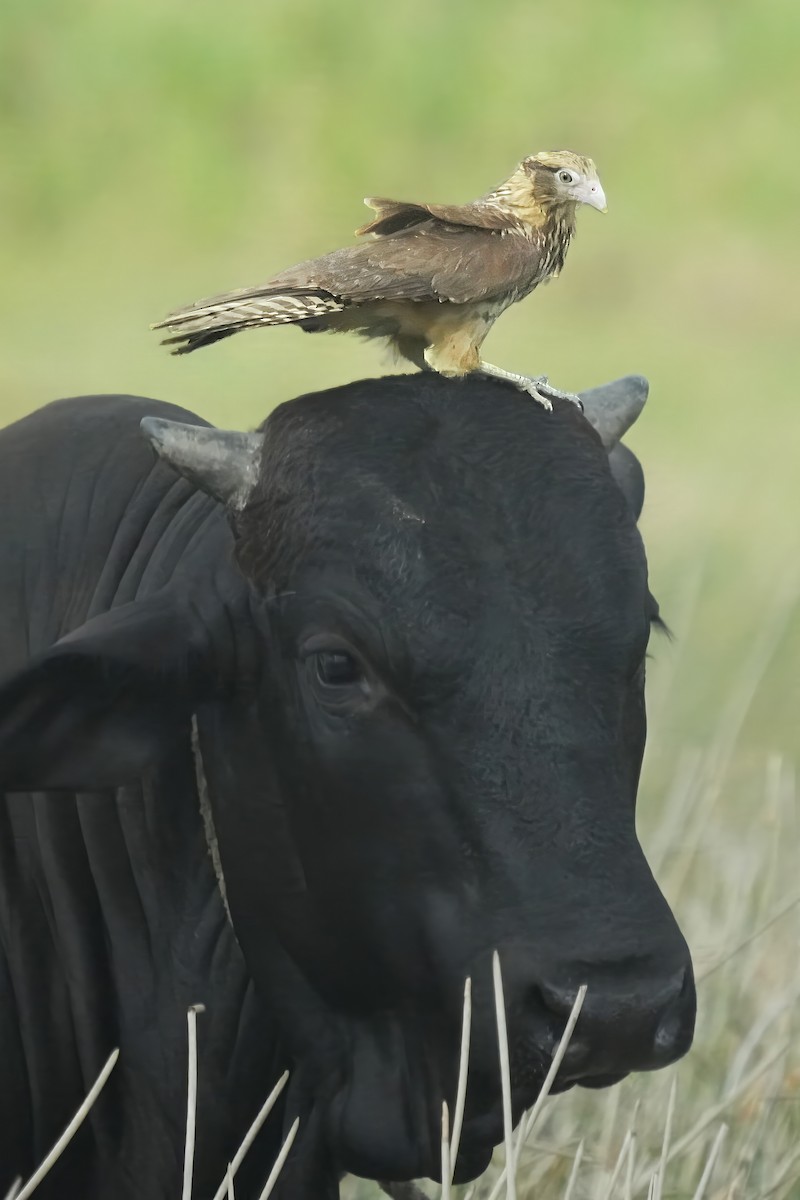 Yellow-headed Caracara - Alan Lenk