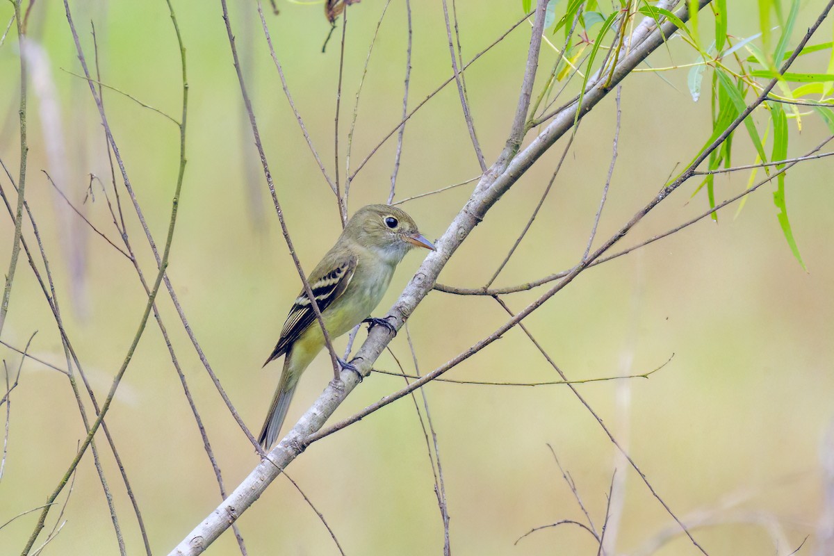 Acadian Flycatcher - Dennis Miller