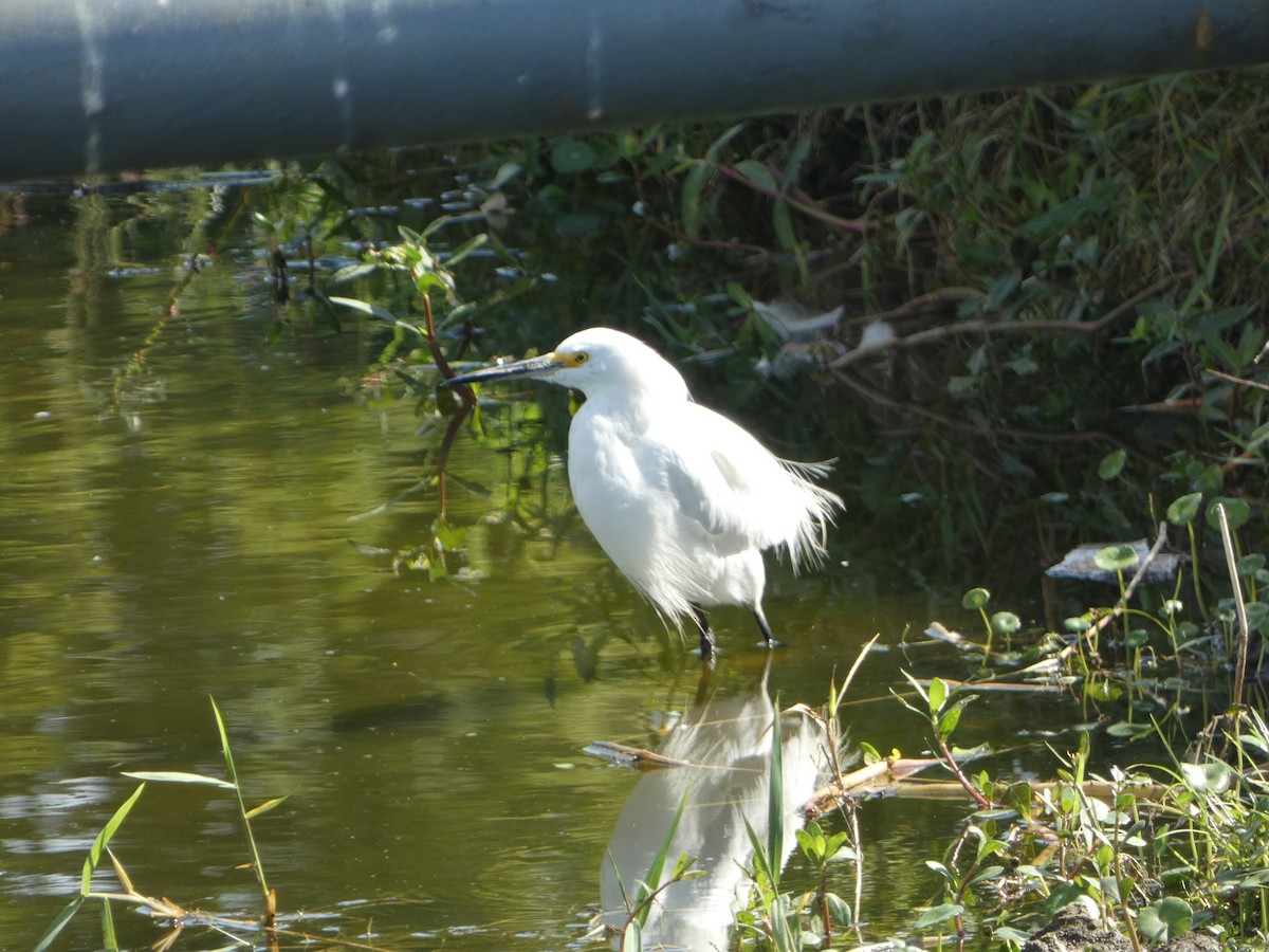 Snowy Egret - ML618209215