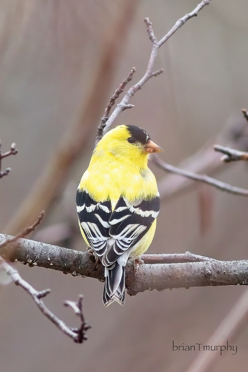 American Goldfinch - ML618209217