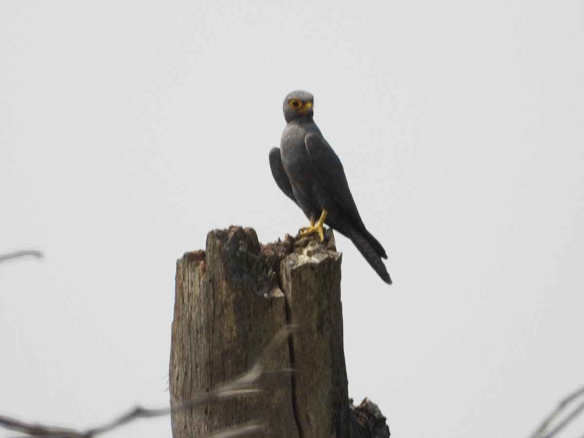 Gray Kestrel - Jonathan Onongo