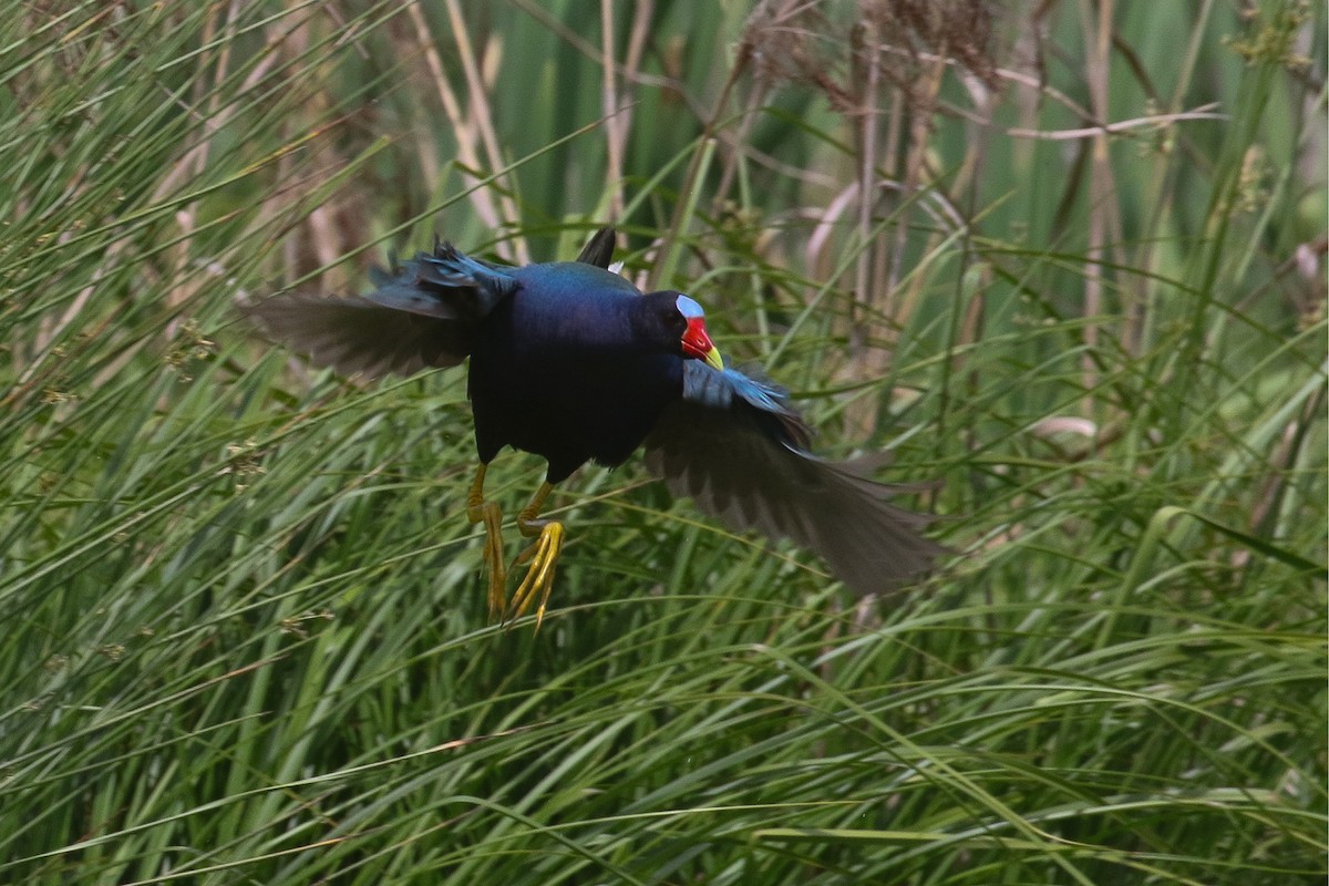 Purple Gallinule - Victor Stoll