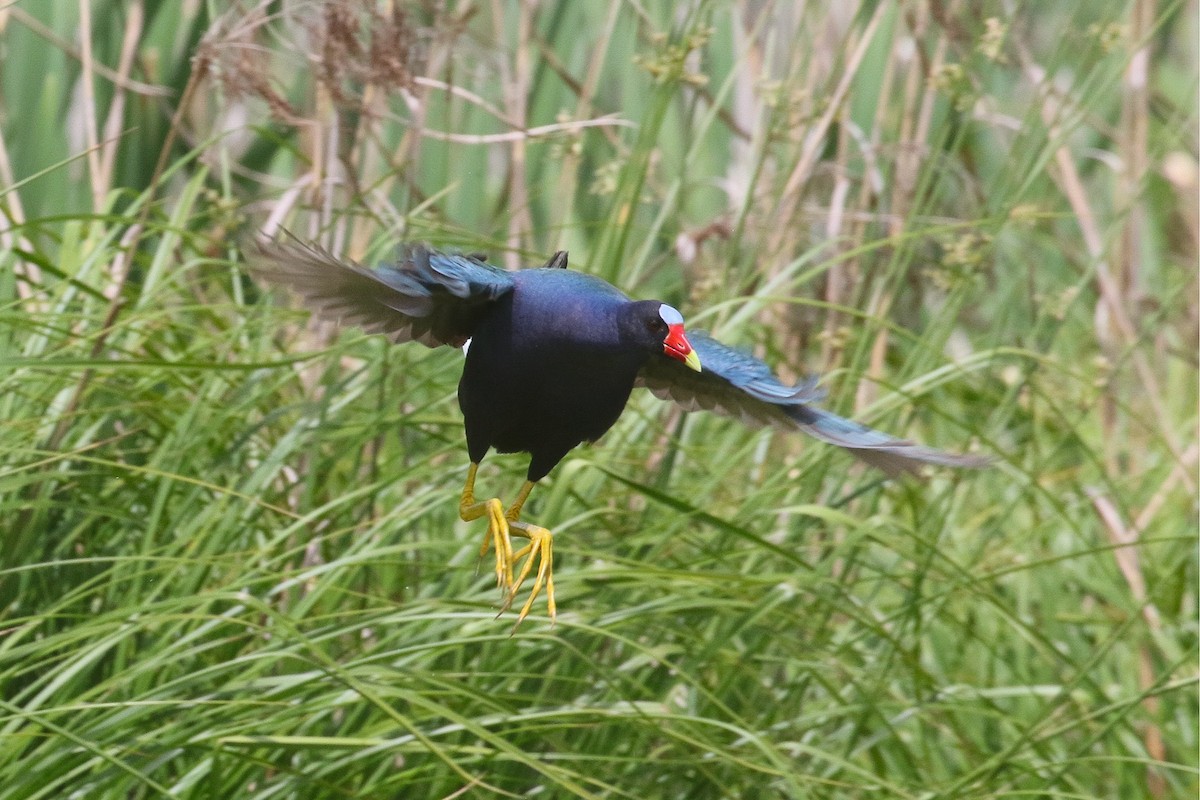 Purple Gallinule - Victor Stoll