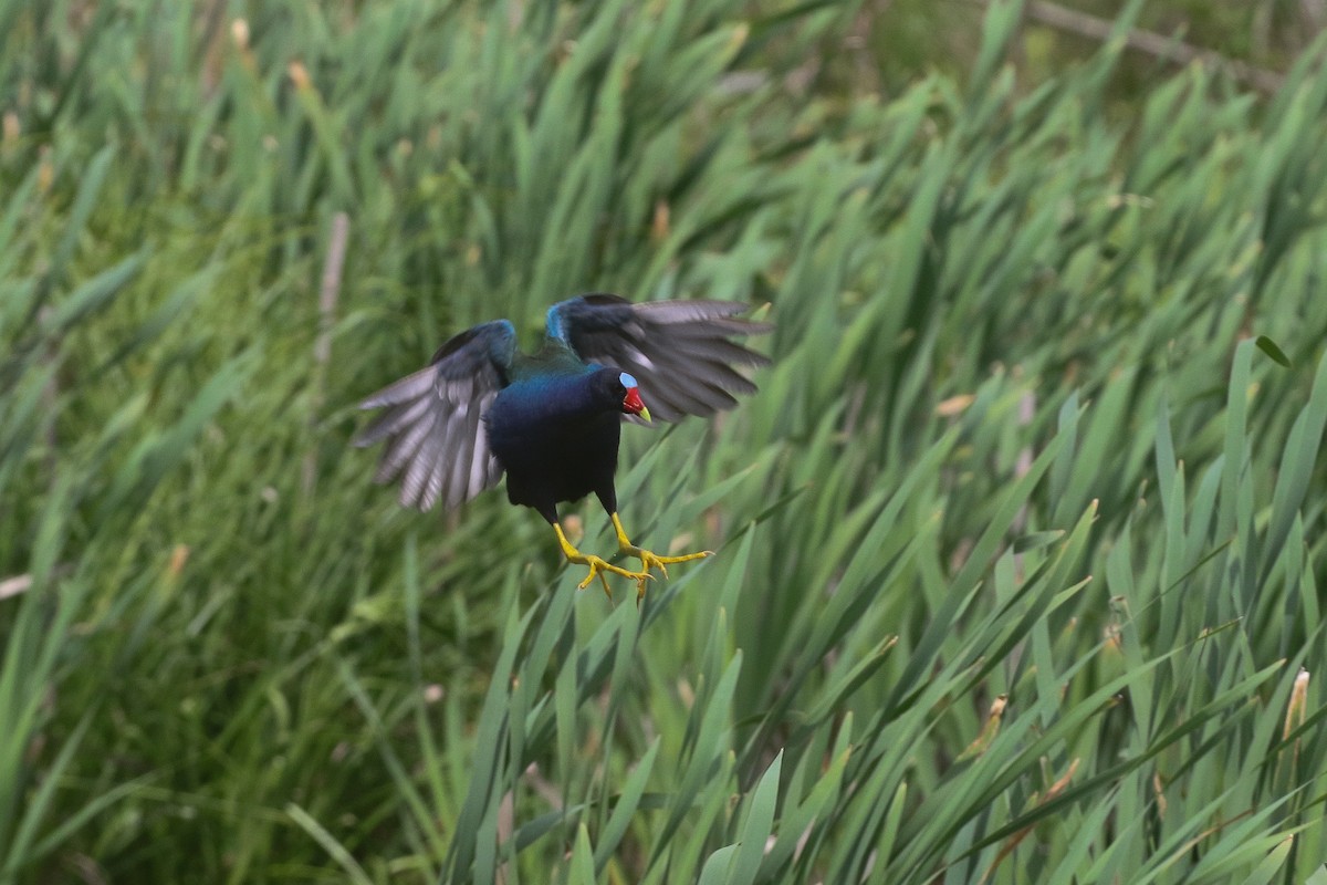 Purple Gallinule - Victor Stoll