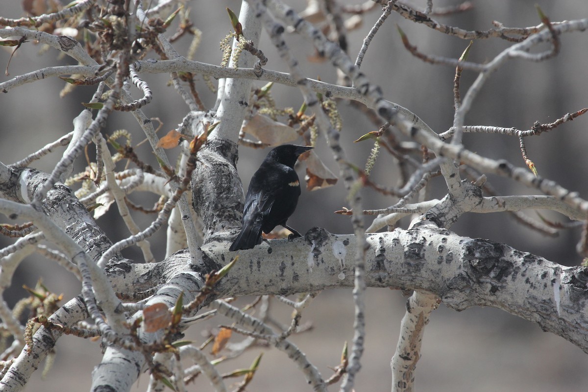 Red-winged Blackbird - Kareem Elgebali