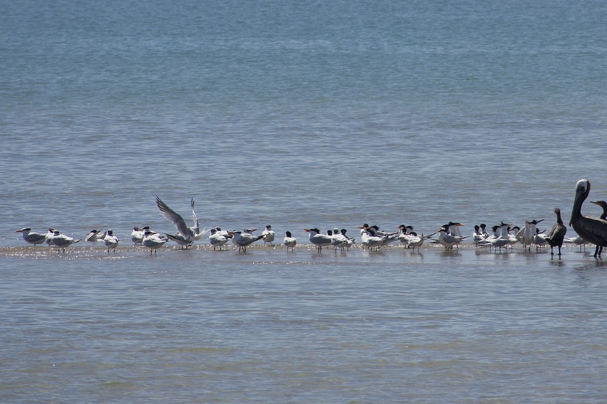 Elegant/Royal Tern - ML618209328