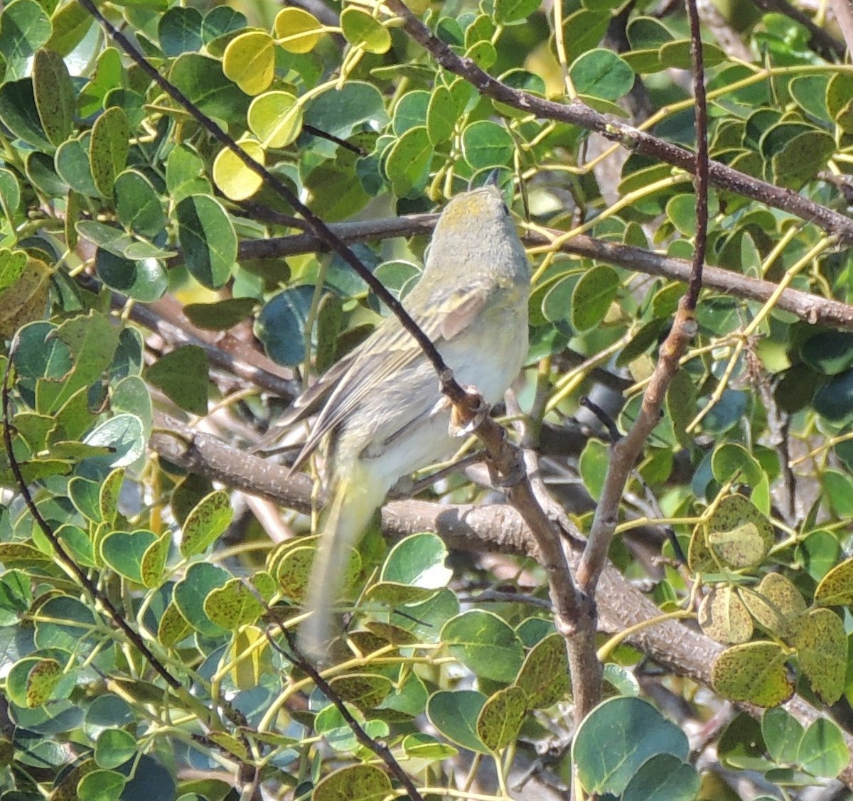 Yellow Warbler (Northern) - ML618209330