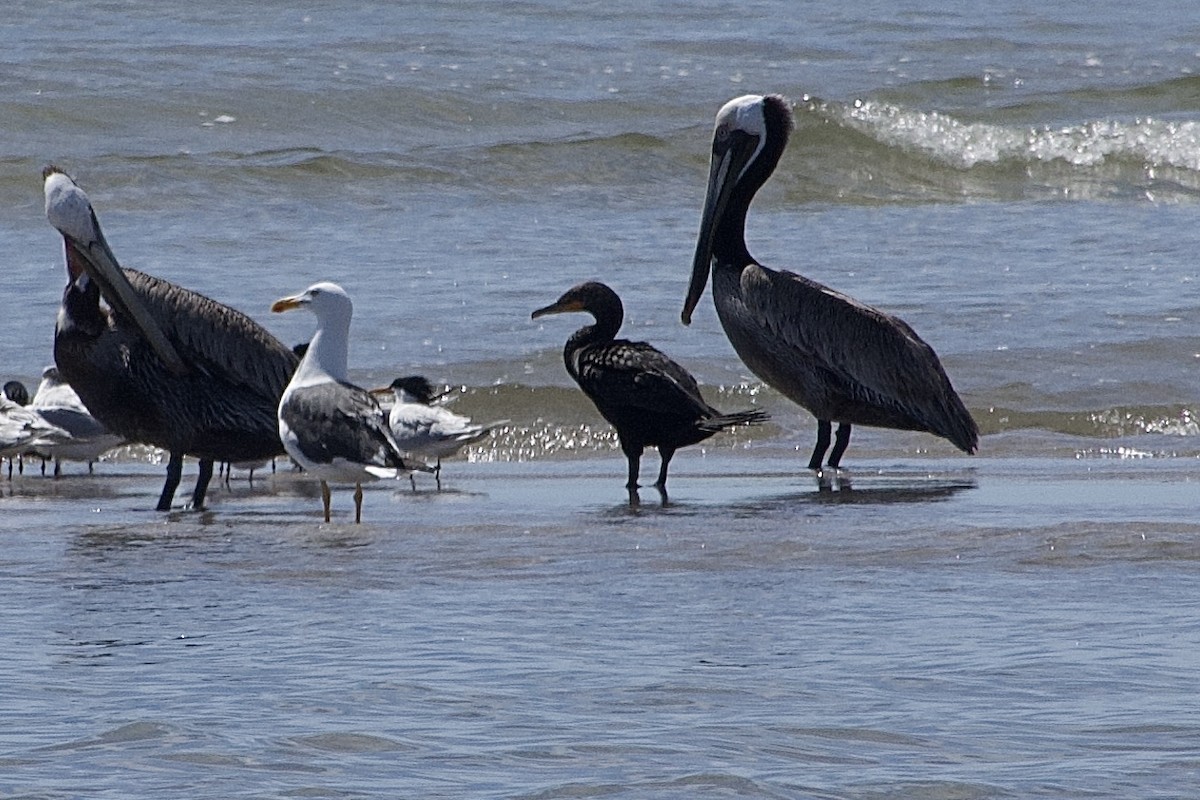 Phalacrocoracidae, unbestimmt - ML618209332