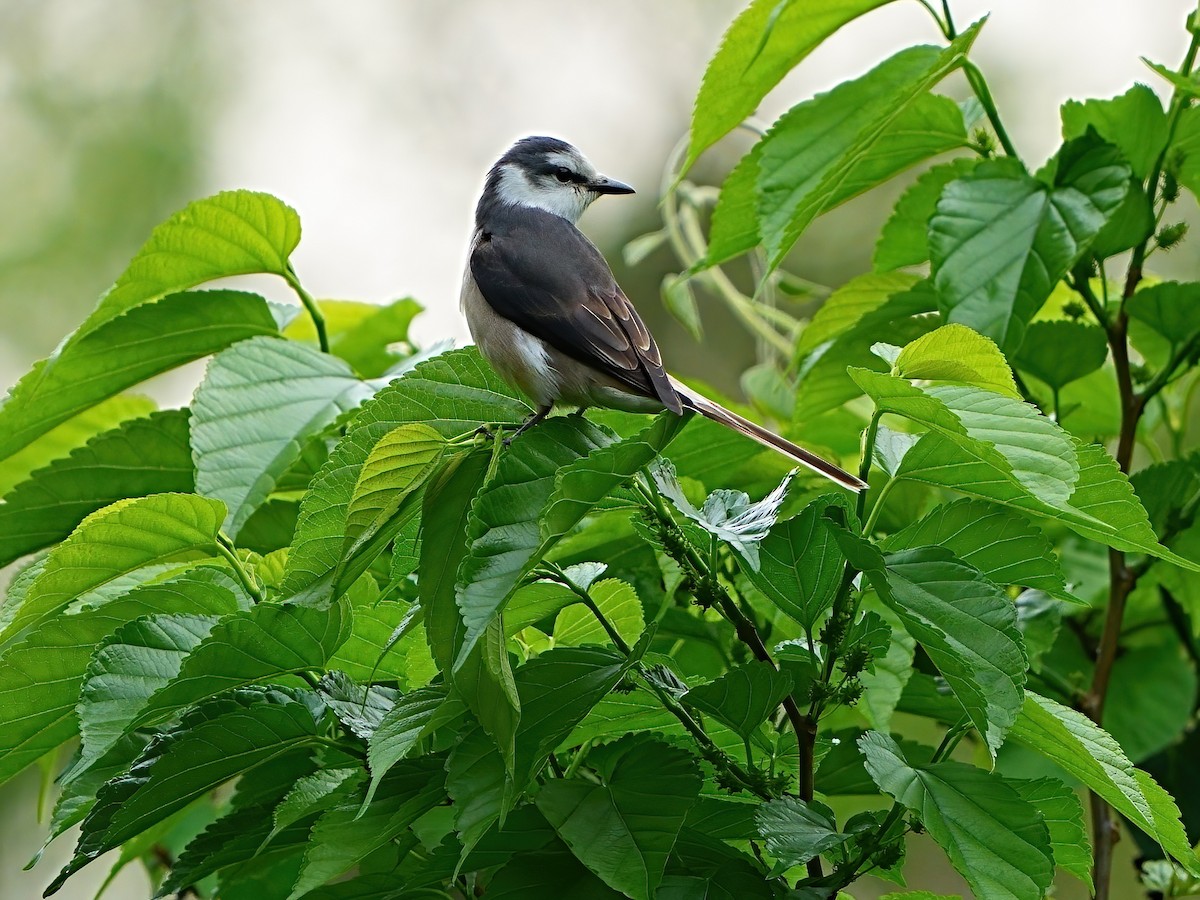 Ashy Minivet - ML618209334