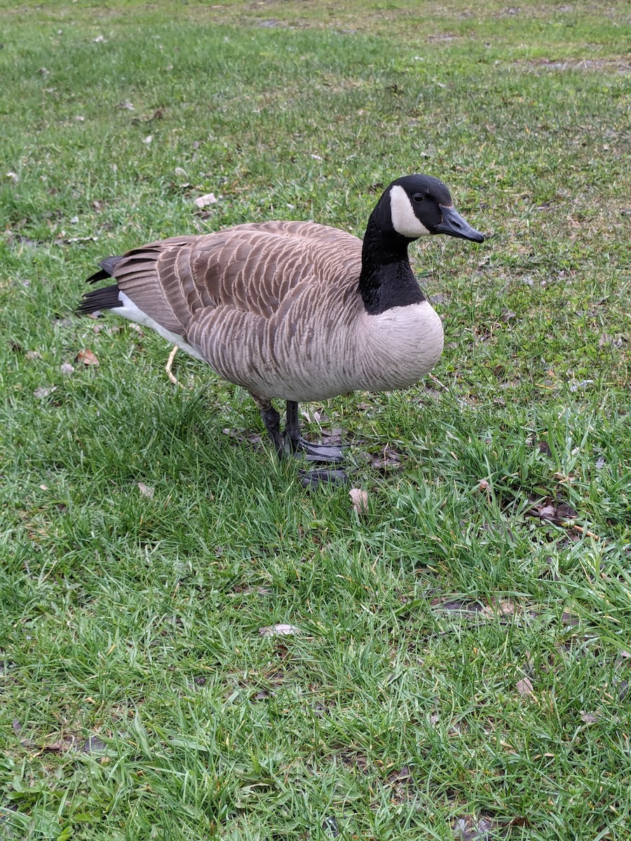 Canada Goose - Raymond Belhumeur