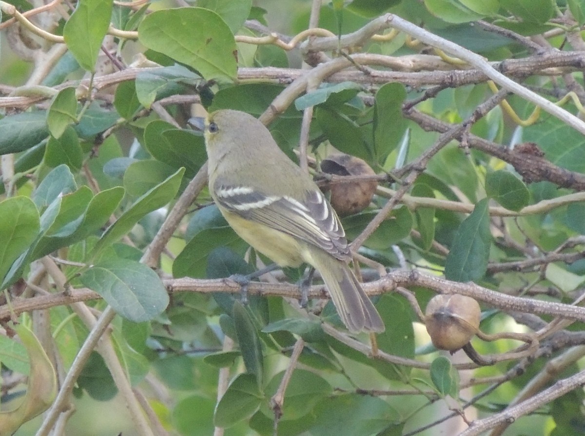 Thick-billed Vireo - Peter Bono