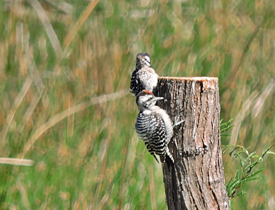 Ladder-backed Woodpecker - Mary-Jean Payeur