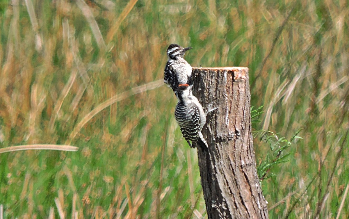 Ladder-backed Woodpecker - ML618209358