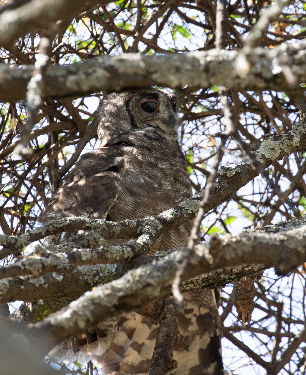 Grayish Eagle-Owl - simon walkley