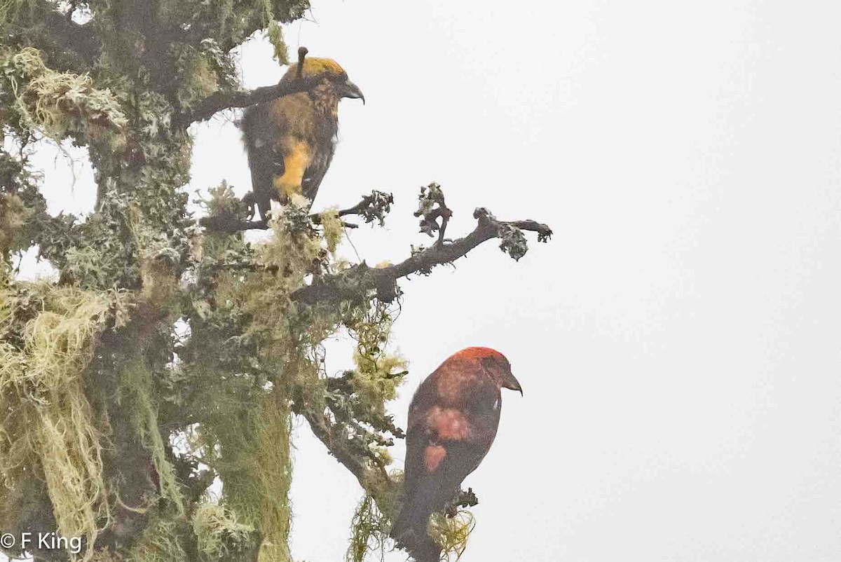 White-winged Crossbill - Frank King