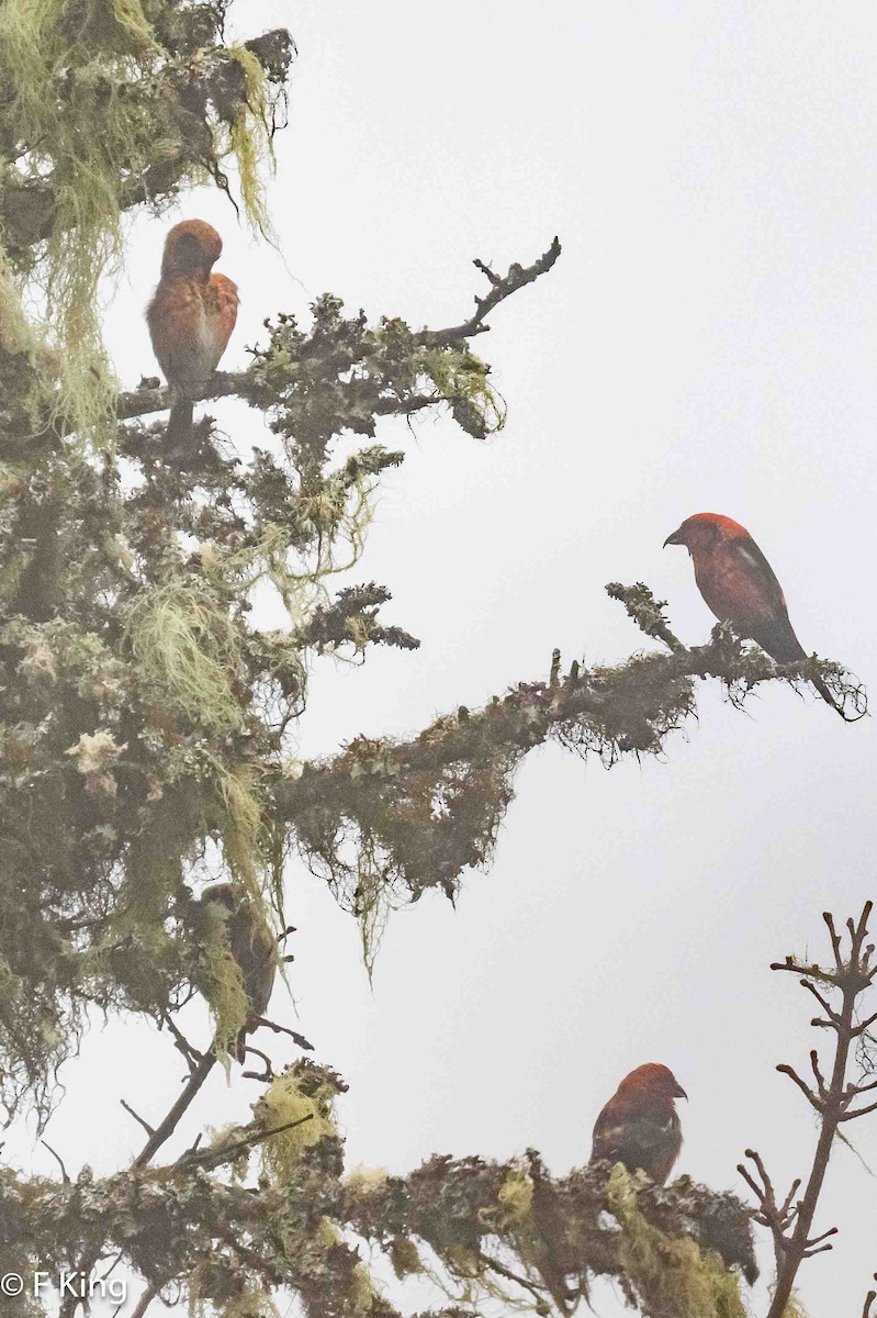 White-winged Crossbill - Frank King