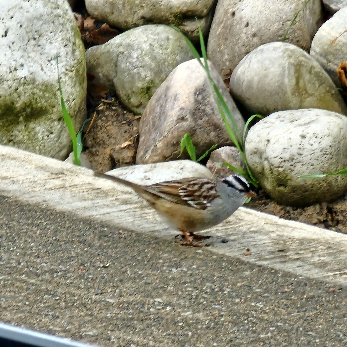 White-crowned Sparrow - Lori Clancy