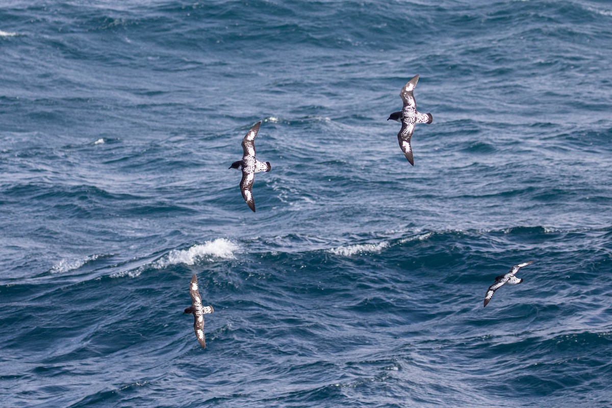 Cape Petrel - Denis Corbeil