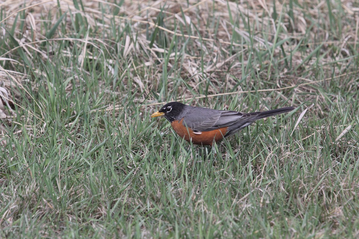 American Robin - Kareem Elgebali