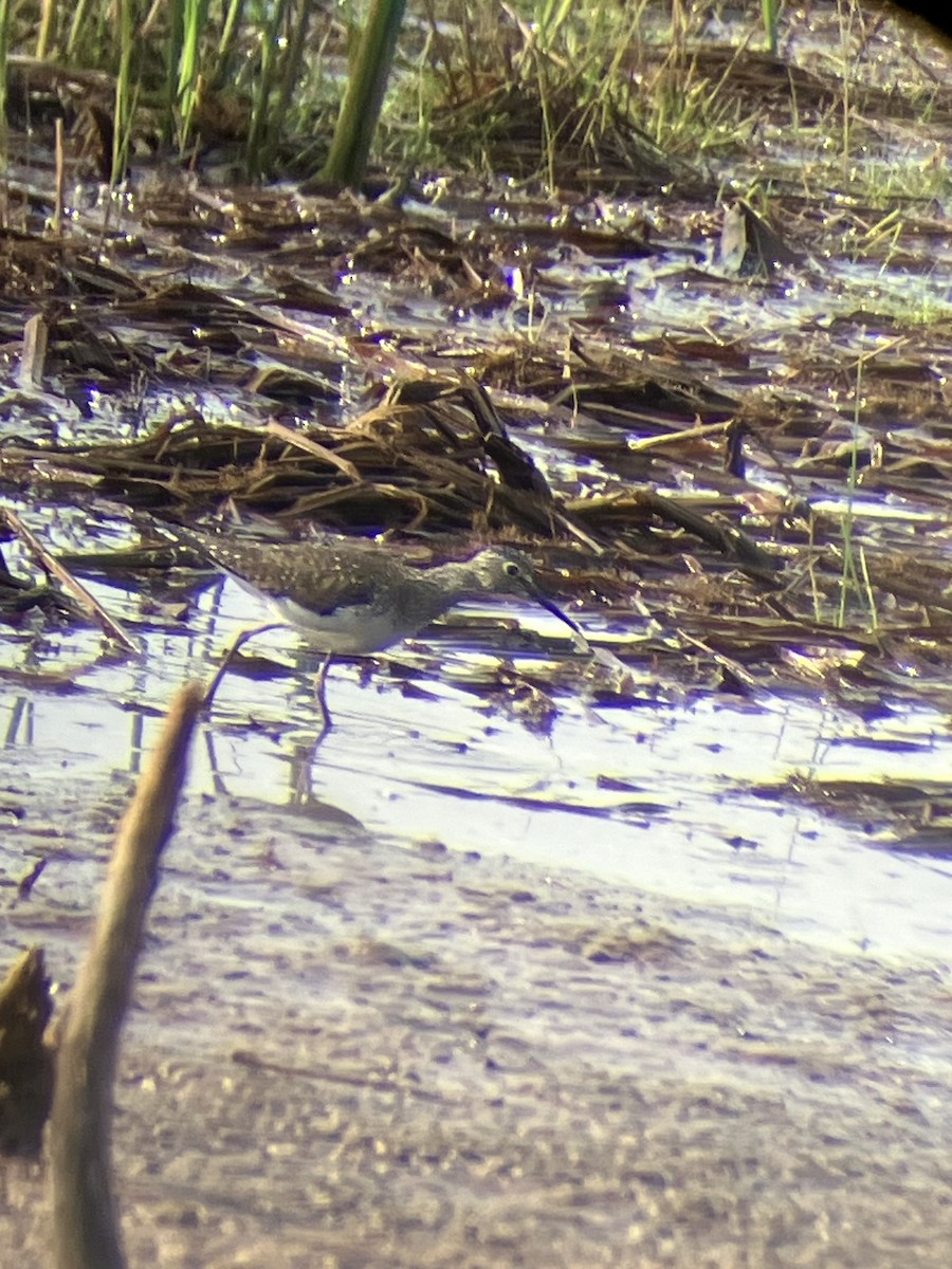 Solitary Sandpiper - Bro Co.