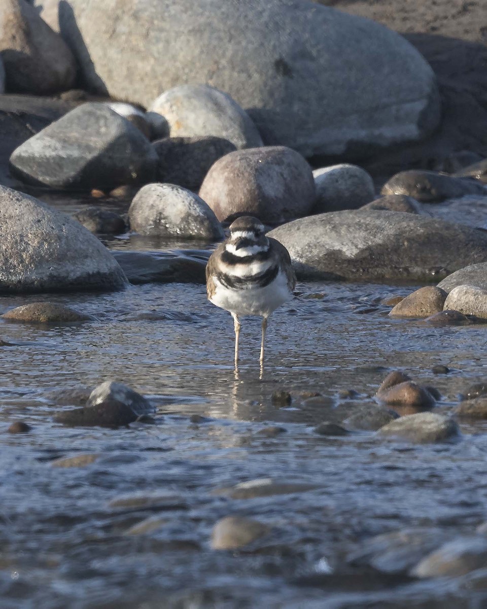 Killdeer - VERONICA ARAYA GARCIA