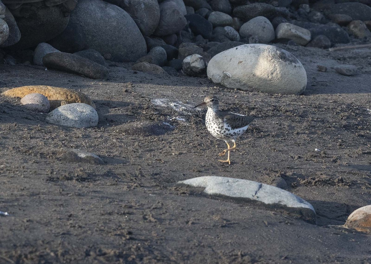 Spotted Sandpiper - VERONICA ARAYA GARCIA